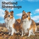 SHETLAND SHEEPDOGS 2022 SQUARE - Book