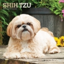 SHIH TZU 2022 SQUARE FOIL - Book