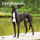 GREYHOUNDS 2022 SQUARE - Book