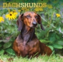 DACHSHUNDS 2024 SQUARE FOIL - Book