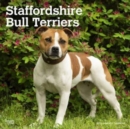 STAFFORDSHIRE BULL TERRIERS 2024 SQUARE - Book