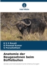 Anatomie der Beugesehnen beim Buffelbullen - Book