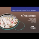 Colibacillosis - Main Challenges in Poultry Farming - Book