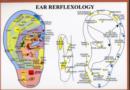 Ear Reflexology -- A4 - Book