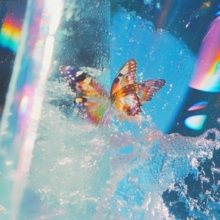 Butterfly-image-5051142053206