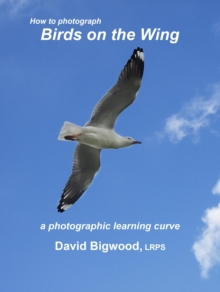 How to Photograph Birds on the Wing