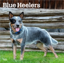 Blue Heelers 2026 Square Flap Calendar-image-9798330702527