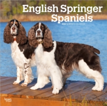 English Springer Spaniels 2026 Square Flap Calendar-image-9798330703227