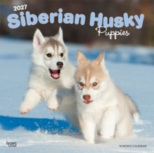Siberian Husky Puppies | 2027 12 x 24 Inch (Hanging) Monthly Square Wall Calendar | Plastic-Free | BrownTrout | Animal Dog Breeds