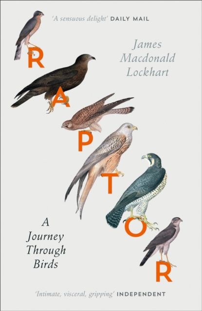 Raptor : A Journey Through Birds, Paperback / softback Book