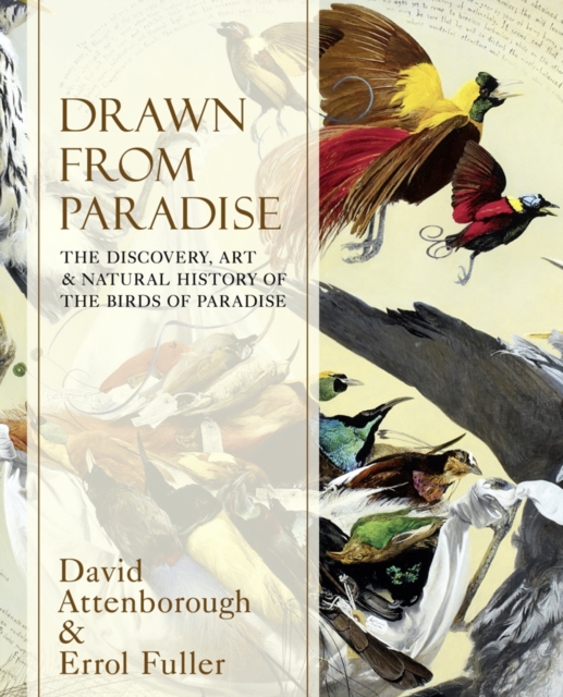 Drawn From Paradise : The Discovery, Art and Natural History of the Birds of Paradise, Hardback Book