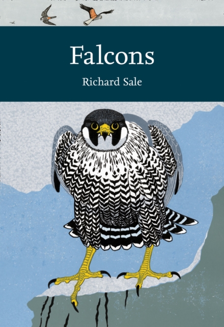 Falcons, Paperback / softback Book