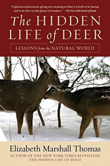Hidden Life of Deer, Paperback / softback Book