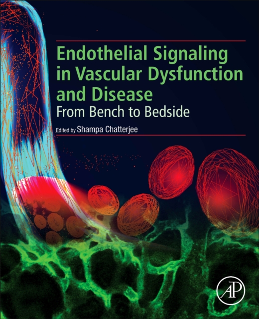 Endothelial Signaling in Vascular Dysfunction and Disease : From Bench to Bedside, Paperback / softback Book