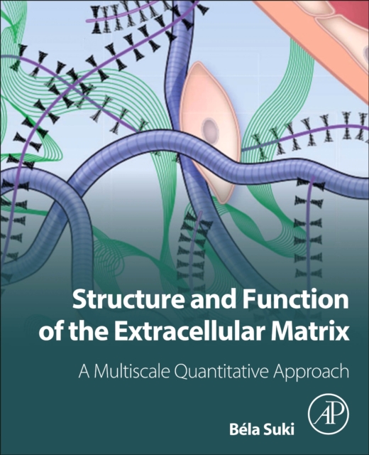 Structure and Function of the Extracellular Matrix : A Multiscale Quantitative Approach, Paperback / softback Book