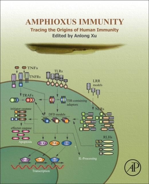 Amphioxus Immunity : Tracing the Origins of Human Immunity, Hardback Book