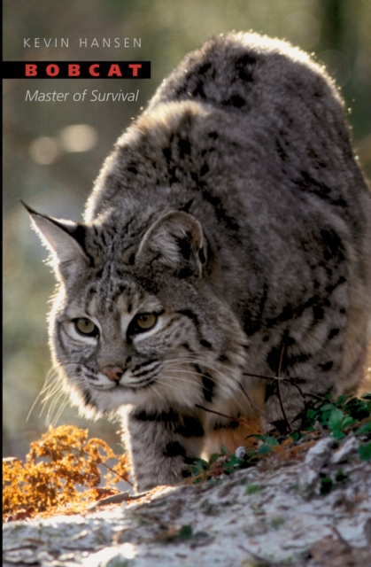 Bobcat : Master of Survival, PDF eBook