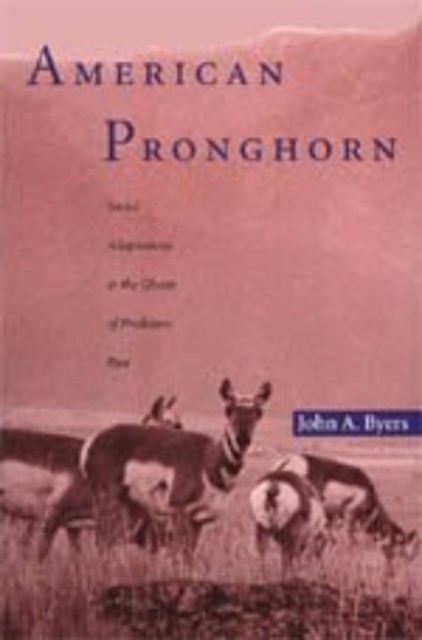 American Pronghorn : Social Adaptations and the Ghosts of Predators Past, Hardback Book