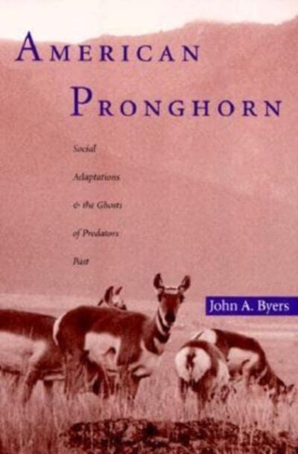 American Pronghorn : Social Adaptations and the Ghosts of Predators Past, Paperback / softback Book