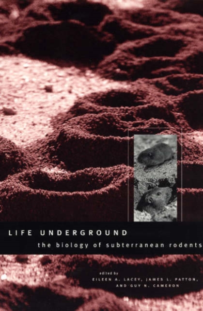 Life Underground : The Biology of Subterranean Rodents, Paperback / softback Book