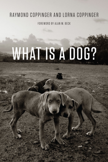 What Is a Dog?, Paperback / softback Book