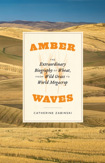 Amber Waves : The Extraordinary Biography of Wheat, from Wild Grass to World Megacrop, Hardback Book