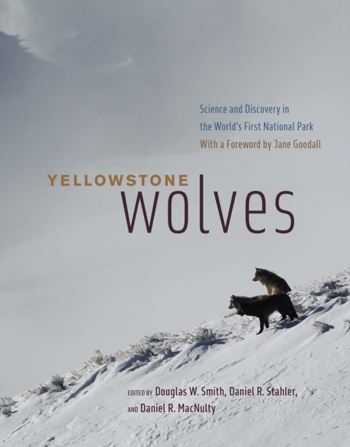Yellowstone Wolves : Science and Discovery in the World's First National Park, Hardback Book