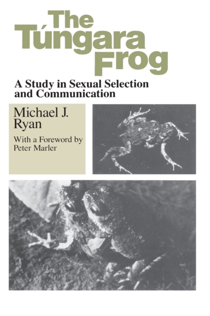 Tungara Frog, Paperback / softback Book