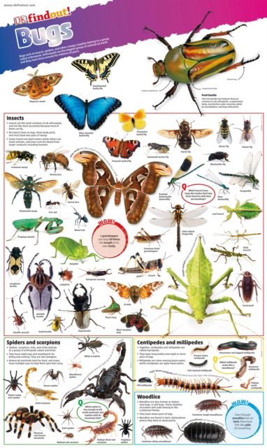 DKfindout! Bugs Poster, Wallchart Book