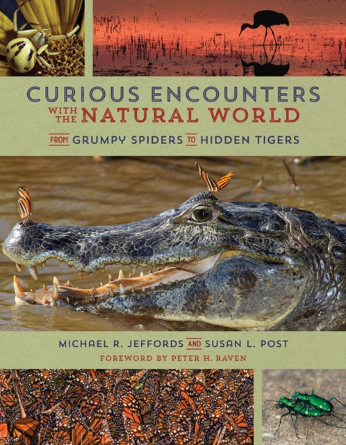 Curious Encounters with the Natural World : From Grumpy Spiders to Hidden Tigers, EPUB eBook