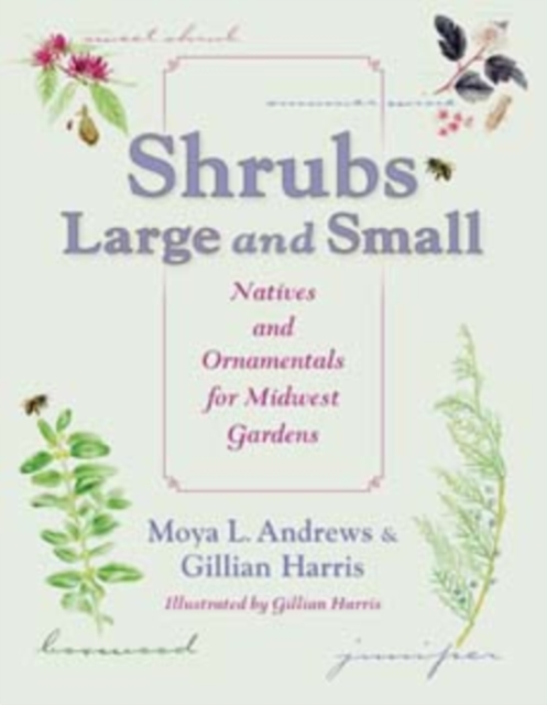 Shrubs Large and Small : Natives and Ornamentals for Midwest Gardens, Paperback / softback Book