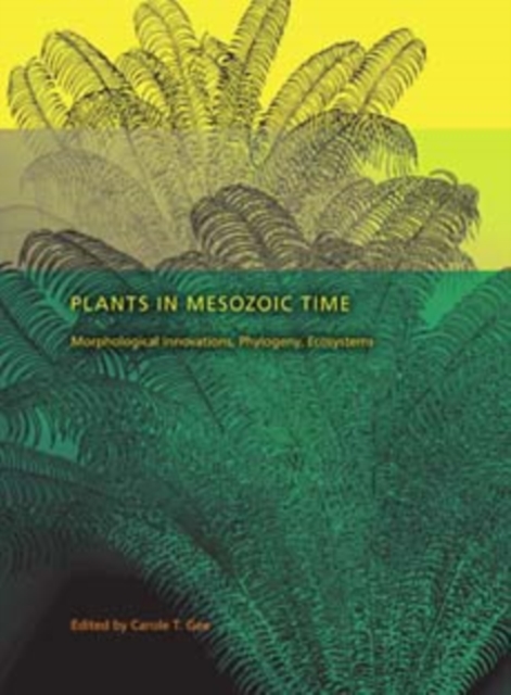 Plants in Mesozoic Time : Morphological Innovations, Phylogeny, Ecosystems, Hardback Book