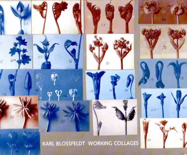Karl Blossfeldt : Working Collages, Hardback Book