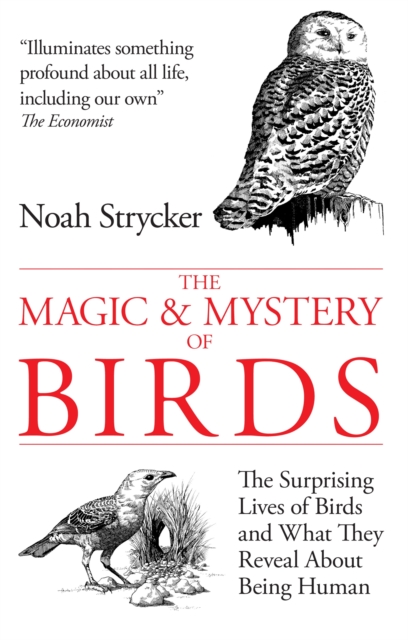 The Magic & Mystery of Birds : The Surprising Lives of Birds and What They Reveal About Being Human, Paperback / softback Book