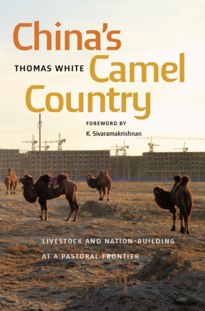 China's Camel Country : Livestock and Nation-Building at a Pastoral Frontier, Paperback / softback Book