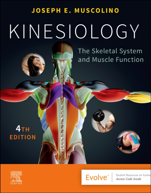 Kinesiology : The Skeletal System and Muscle Function, Paperback / softback Book