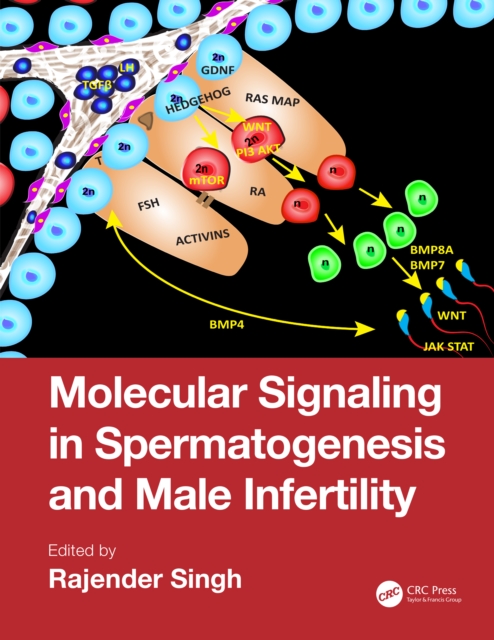 Molecular Signaling in Spermatogenesis and Male Infertility, EPUB eBook