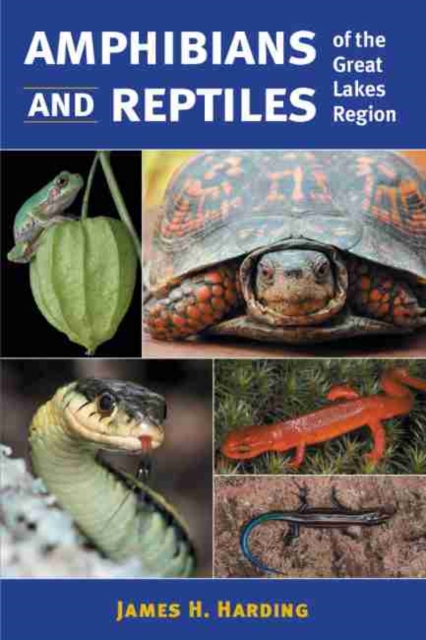 Amphibians and Reptiles of the Great Lakes Region, Paperback / softback Book