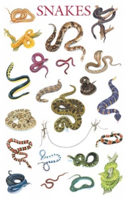 Snakes Poster, Miscellaneous print Book
