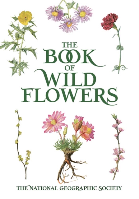 Book of Wild Flowers : Color Plates of 250 Wild Flowers and Grasses, Paperback / softback Book