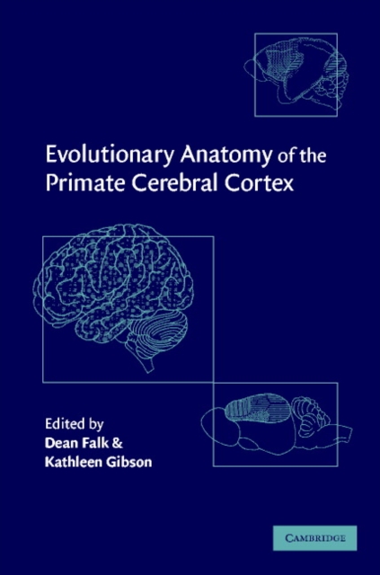 Evolutionary Anatomy of the Primate Cerebral Cortex, PDF eBook
