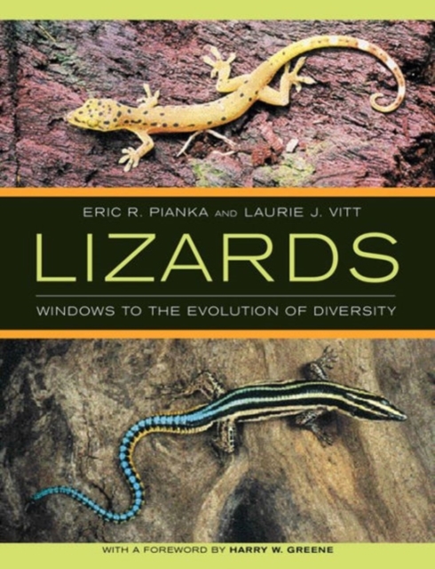 Lizards : Windows to the Evolution of Diversity, Paperback / softback Book