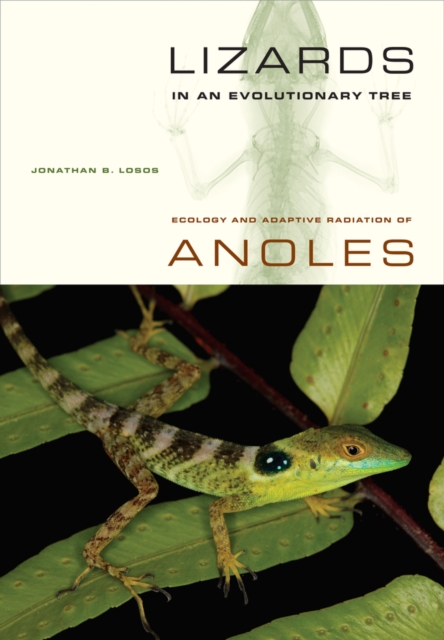 Lizards in an Evolutionary Tree : Ecology and Adaptive Radiation of Anoles, Paperback / softback Book