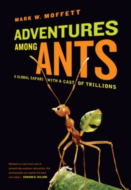Adventures among Ants : A Global Safari with a Cast of Trillions, Paperback / softback Book