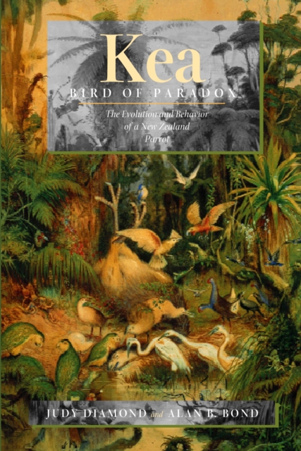 Kea, Bird of Paradox : The Evolution and Behavior of a New Zealand Parrot, PDF eBook