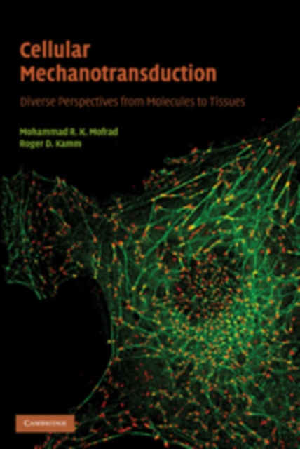 Cellular Mechanotransduction : Diverse Perspectives from Molecules to Tissues, Hardback Book