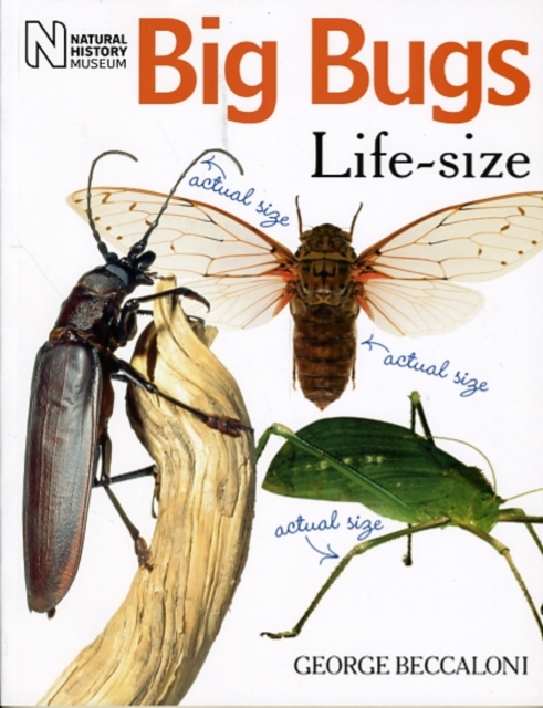Big Bugs Life-Size, Paperback / softback Book