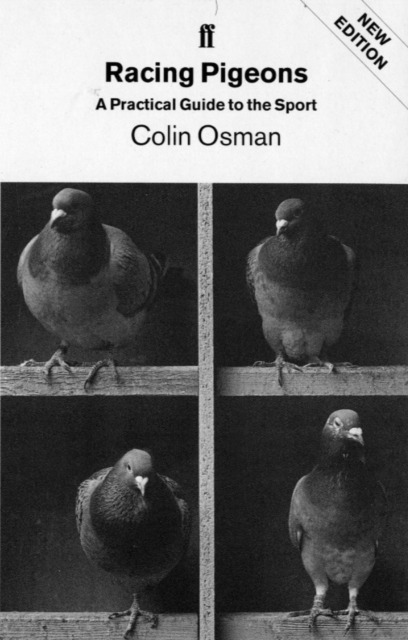 Racing Pigeons, Paperback / softback Book