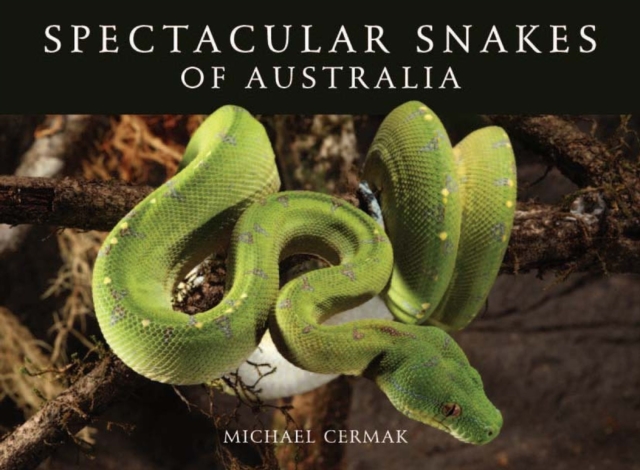 Spectacular Snakes of Australia, Paperback / softback Book