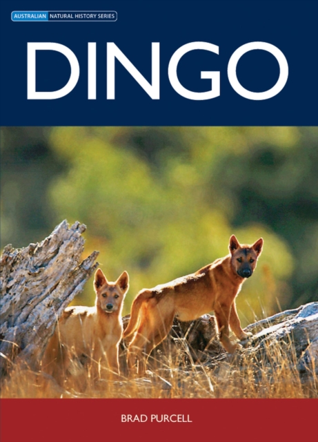 Dingo, Paperback / softback Book
